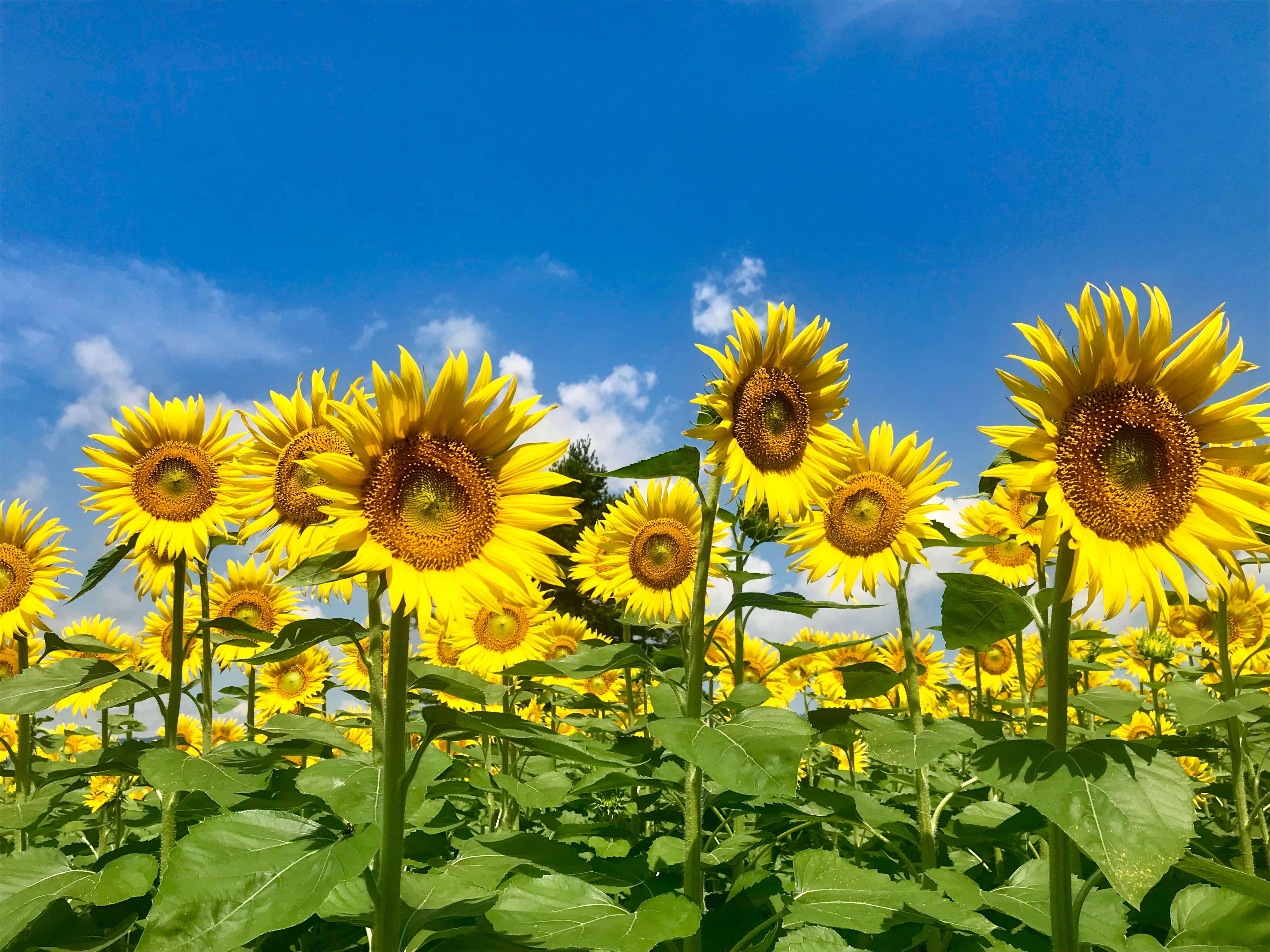信州いいやま観光局 公式 8 10 菜の花公園のひまわり 飯山高校の甲子園の感動が冷めやらず ですが 菜の花公園の ひまわり の開花状況をおしらせします 太陽に向かって見事に咲いてくれました うーん 最高 お盆くらいまで お楽しみいただけ