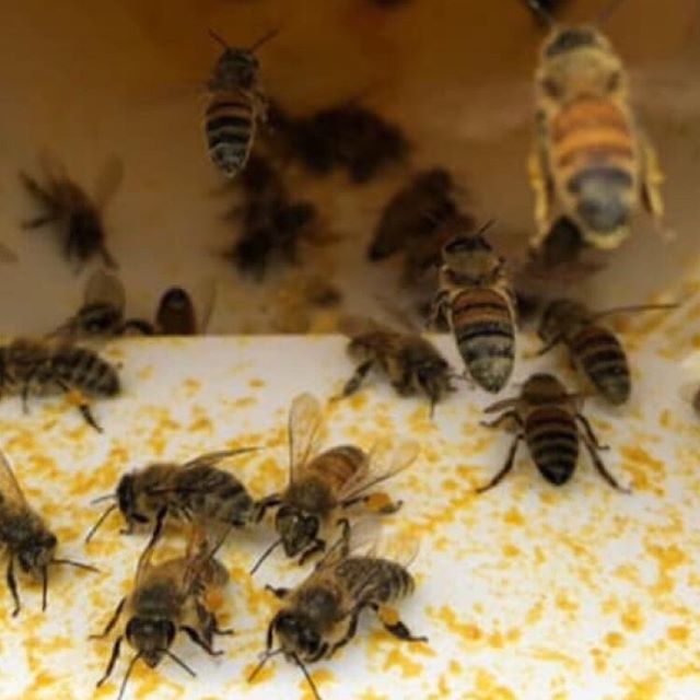 CarolinaHoneybe's tweet photo. Workers gathering pollen. .
.
.
.
.
#carolinahoneybees  #beekeep #honeybeefarm
#beekeepingtip #beekeeping #bees🐝
#apiary #savethebees #beekeepersofinstagram 
#beekeepinglife #beekeepingadventures #beekeeping101
#beekeepingaddiction #backyardbeekeepin… https://t.co/r8tHZsf7Tb https://t.co/wMTZ0udSuu