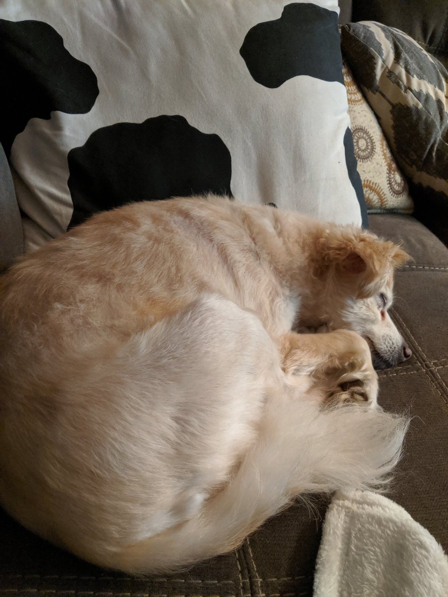 crystal_ice273's tweet image. Lily is not entertained but every time @HVDerbyDarlins score she wakes up and gives nod of approval #talk2wftda #WFTDACups #DogsOfWFTDA #DerbyDoggo