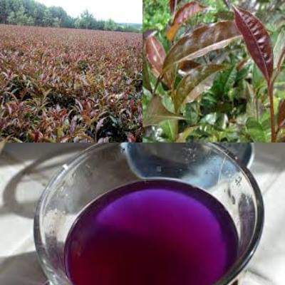 I sell PURPLE TEA

DM to place your order 
Thread
>Preparation 
>Health Benefits 

#WendyWaeni #dala7s
Martha sportpesa mpesa Ruto Thika Raila Kenyans kwanza Kisumu Mhesh IEBC