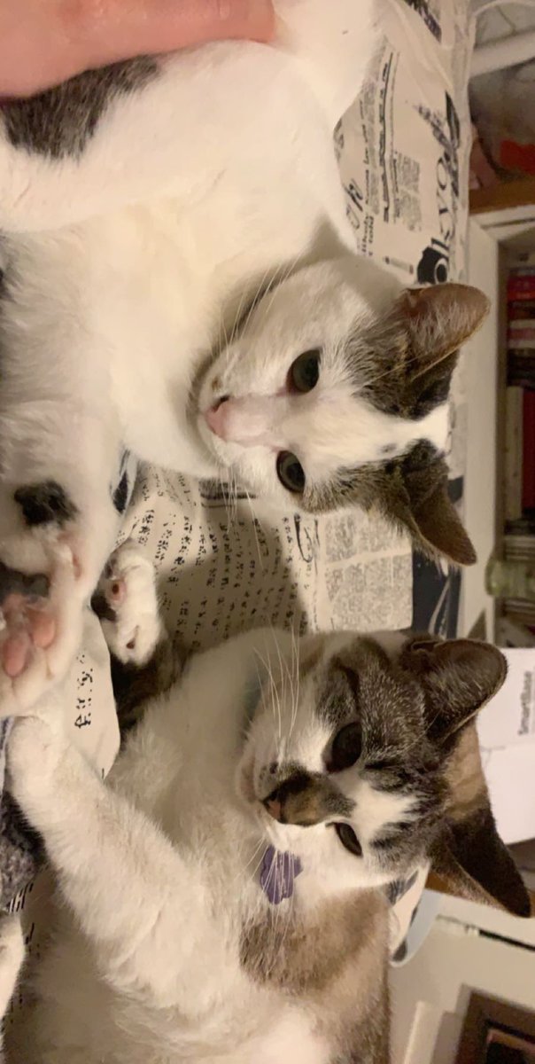 meredithkittyy's tweet photo. This is my sister Amelia. My mommy adopted us from the same litter. Do you see the resemblance? https://t.co/XNCL50k9Gm