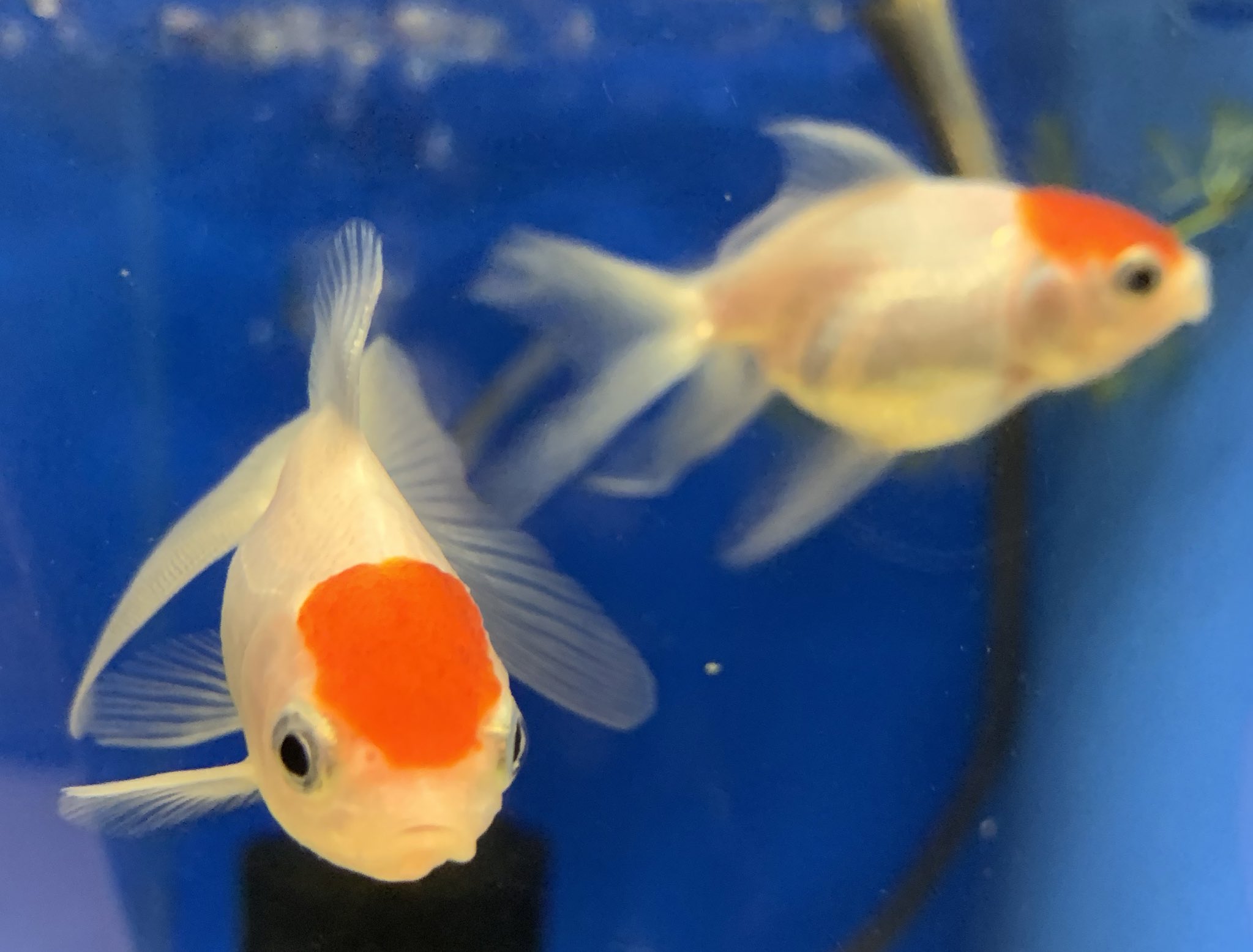 トロピカル ジェム 夏に 金魚は 如何でしょうか 今 店内にいるカワイイ金魚達です 水泡眼は ホッペが両方膨らんでいるのが特徴です 丹頂は 頭が赤く日本の国旗 見たいです 出目金は 大きな目が 飛び出ています 桜錦は ヒレのない