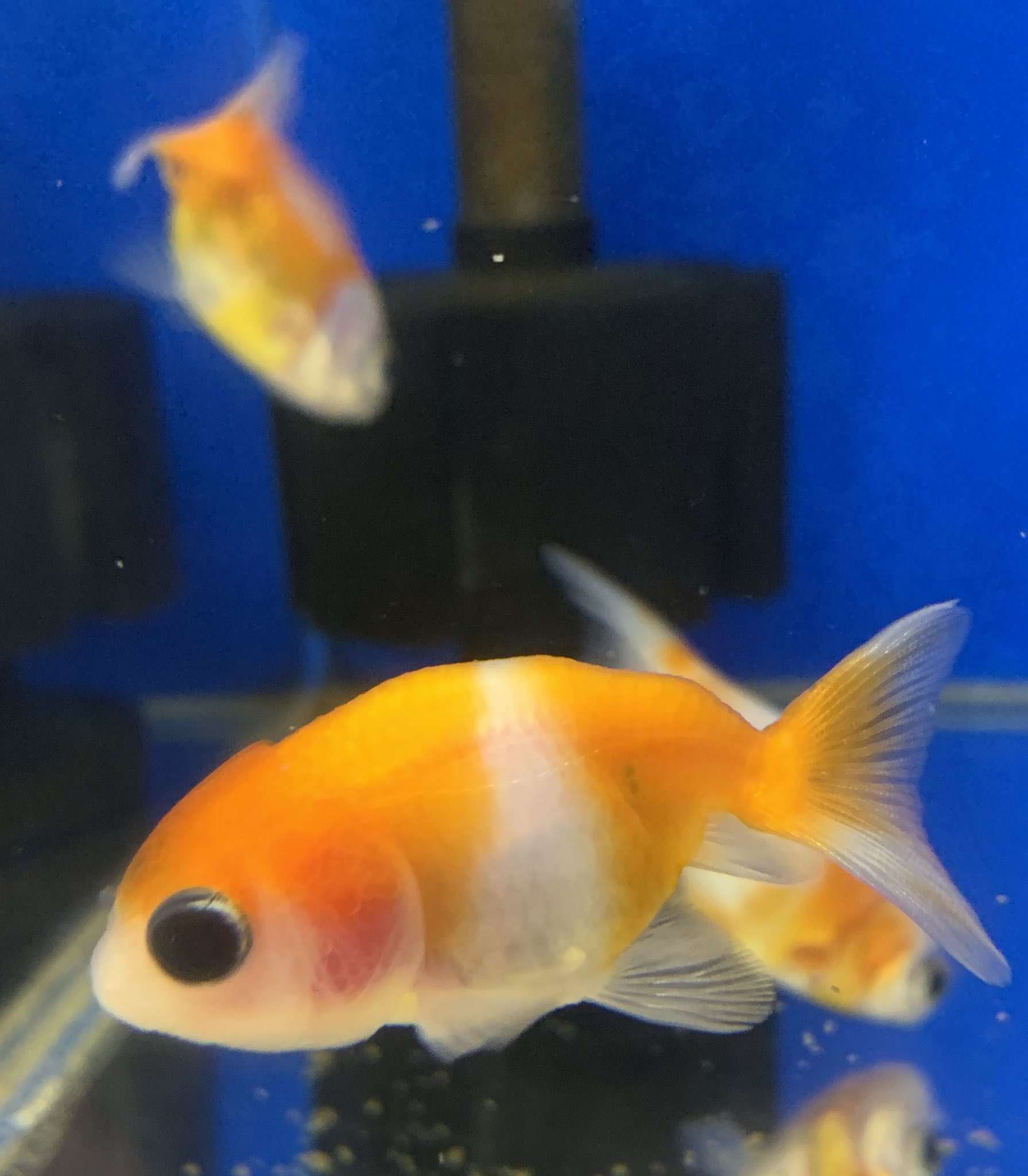 トロピカル ジェム 夏に 金魚は 如何でしょうか 今 店内にいるカワイイ金魚達です 水泡眼は ホッペが両方膨らんでいるのが特徴です 丹頂は 頭が赤く日本の国旗 見たいです 出目金は 大きな目が 飛び出ています 桜錦は ヒレのない
