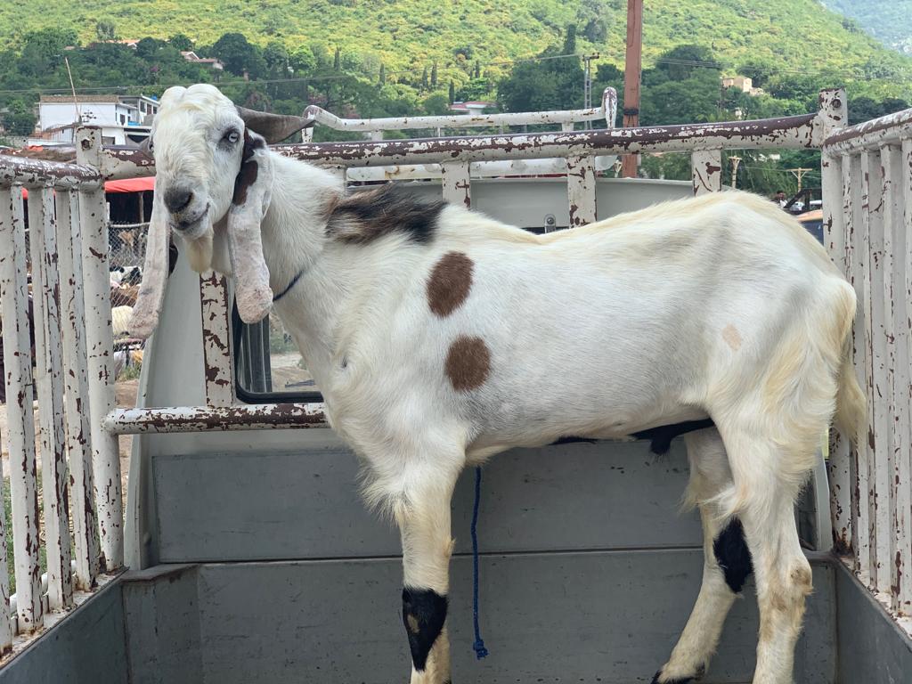 German Embassy Islamabad on Twitter "Handed over a goat to the FC
