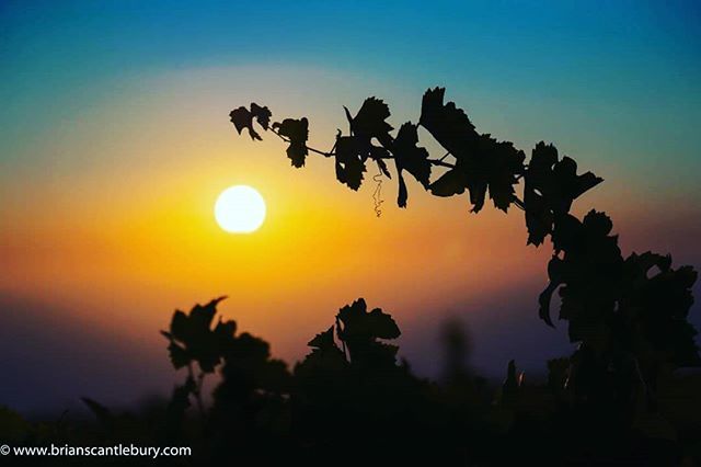 briansphotograf's tweet image. The grape vines here grow in little birdsnest-like clumps only about 30-40 cm high. A stray vine branch framed sun.
.
.
ift.tt/2GyMPUF .
bit.ly/greece-images
.
#santorini #santorinitravel #santoriniphoto #greecetravel #greece #visitgreece #… ift.tt/2GXEM2c
