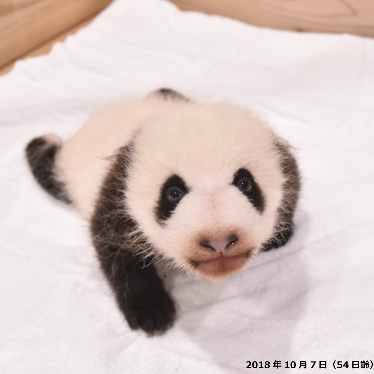 アドベンチャーワールド 公式 En Twitter 彩浜 おかげさまで1歳を迎えます 彩浜成長メモリー 生後2か月頃 彩浜はしっかりと目が開くようになり ぼんやりと見えるようになってきました また 体重は3kgを超えるようになり 生後3か月頃には少しずつ乳歯