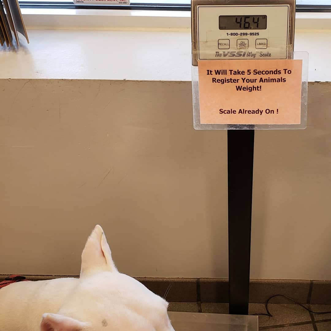 DogoVoodoo's tweet photo. Slow growth week📈 for me. I only gained 2️⃣▪️2️⃣lbs, but that put me at 4️⃣6️⃣▪️4️⃣lbs this week. Still I'm looking bigger🏋️‍♀️ and 💪Stronger every day. 🇦🇷🐕🇺🇸🖤

#dogoargentino #dog #dogo #puppy #dogoftheday #Dogopower #dogopuppy #nebraska #Omaha #ArgentinoDogo #dogoargentinopuppy https://t.co/W8uH5Tefe2
