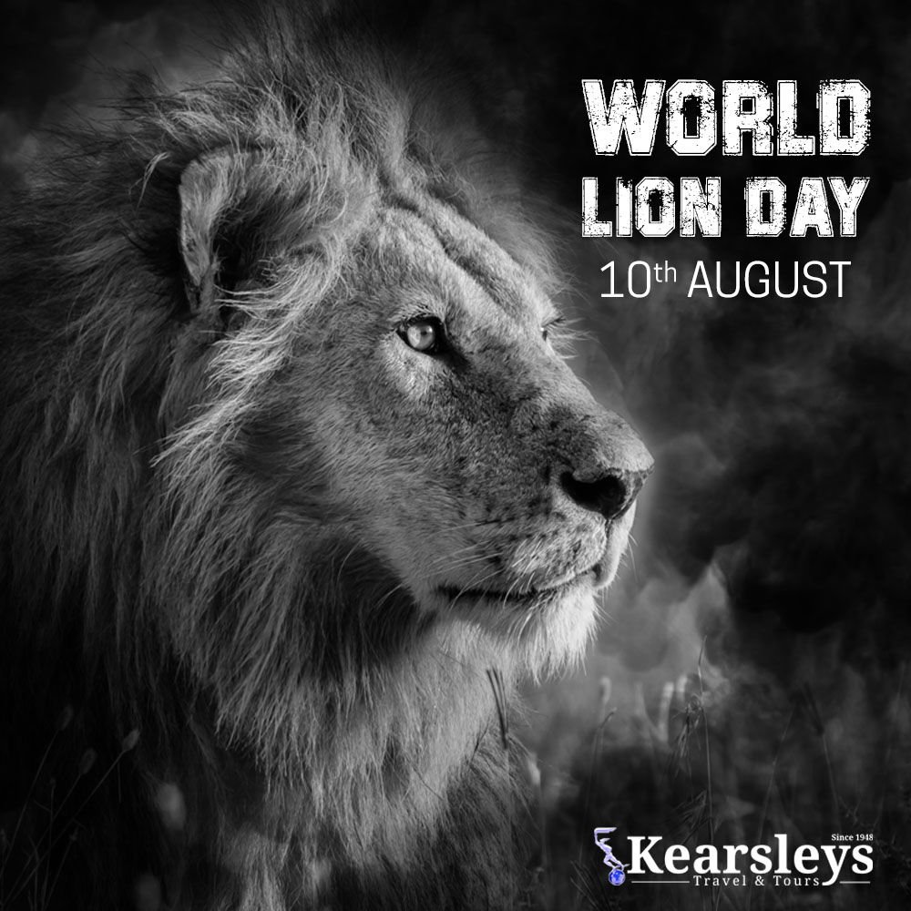 WORLD LION DAY
 🦁🦁🦁🦁🦁🦁🦁🦁🦁
🦓🦒
#lions #lionsday #tanzania #lionsoftanzania #serengeti #ruaha #nationalparks #lionkingsafari #thewowtribe #safaritotanzania #kearsleys #kearsleysafaris #travelwithkearsleys #lionday
