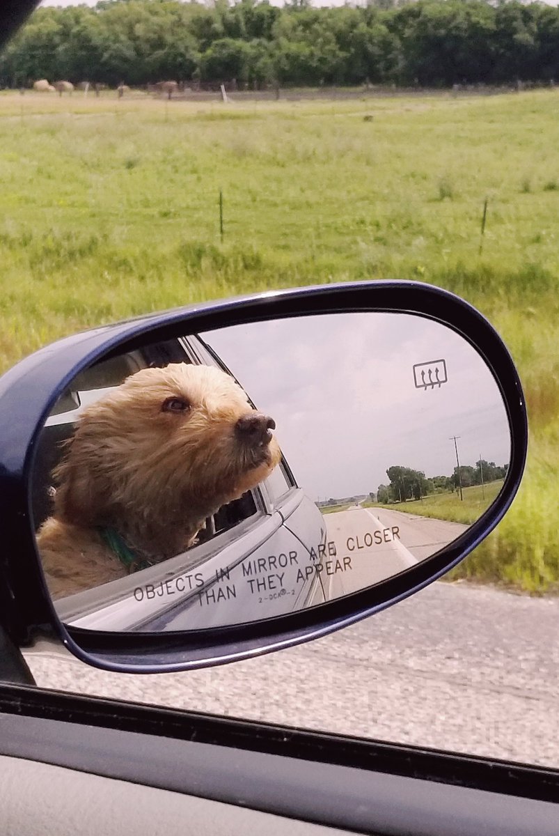 chrisdorsey's tweet image. Objects in the mirror are closer than they appear. #goldendoodle #windowopen #smells