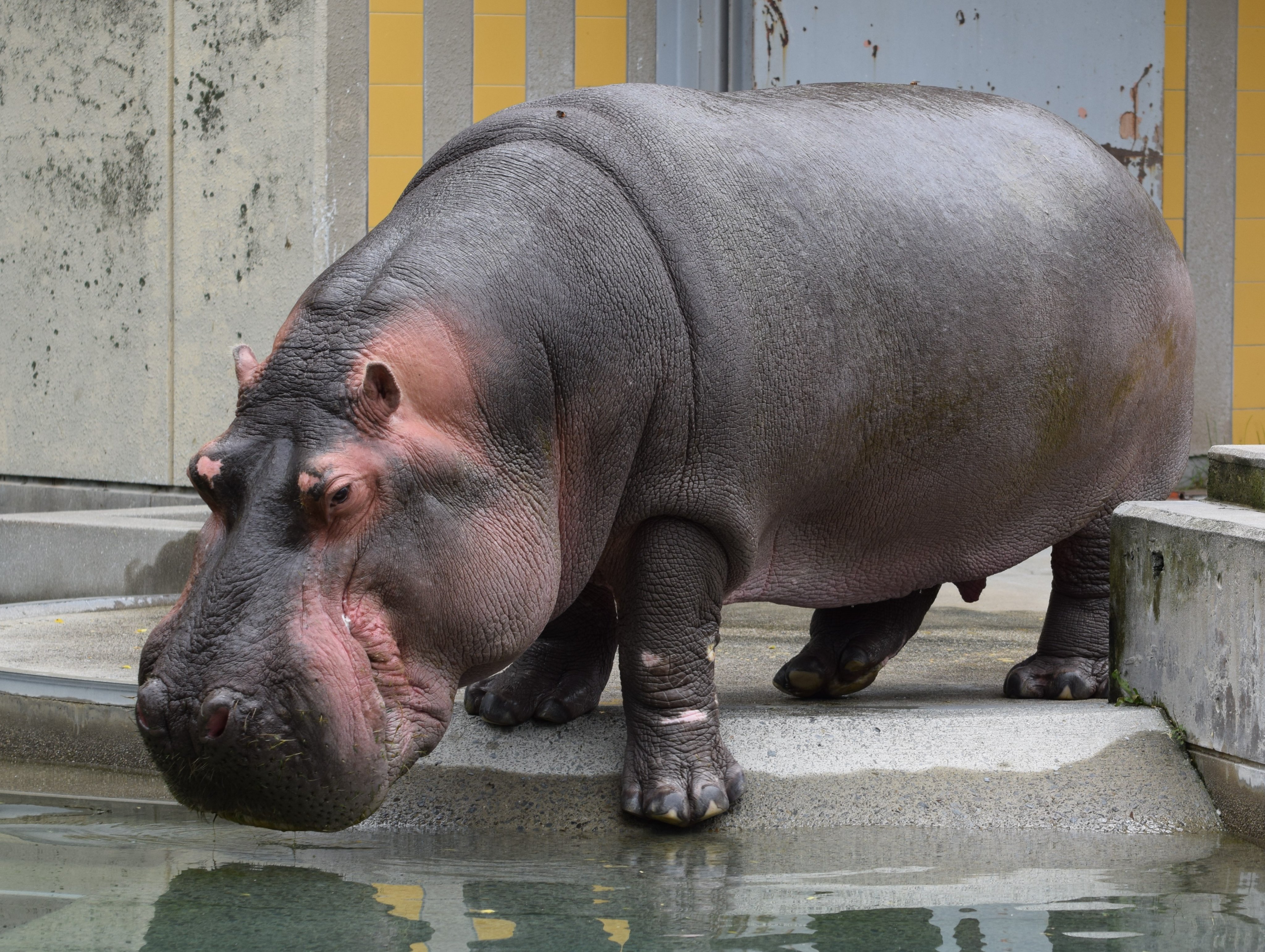ヘレンド【大人の動物園】カバ ヘレンド【大人の動物園】カバ