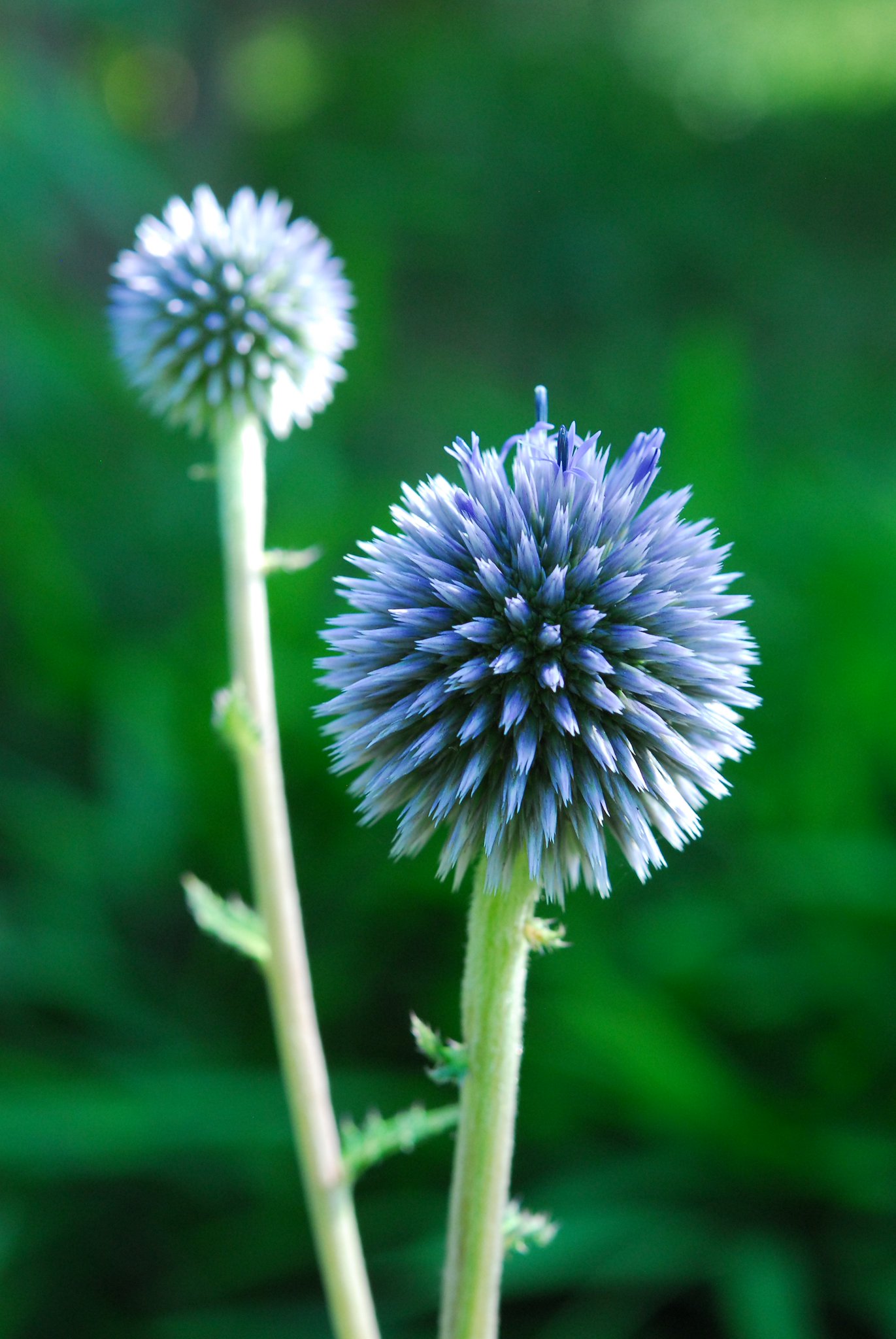 六甲高山植物園 謎のトゲトゲ球体の正体は ヒゴタイ でした キク科ヒゴタイ属 山地の草原に生える多年草です 自生地では数が減っており 絶滅危惧種に指定されています 花材などに使われるルリタマアザミはヒゴタイと同じ仲間
