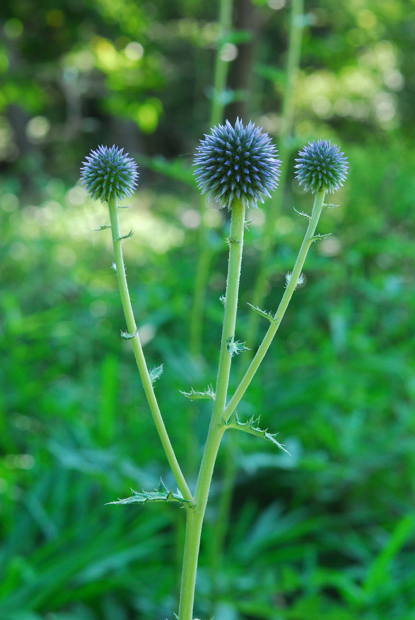 すべての花の画像 Hd限定ヒゴタイ ルリタマアザミ 違い