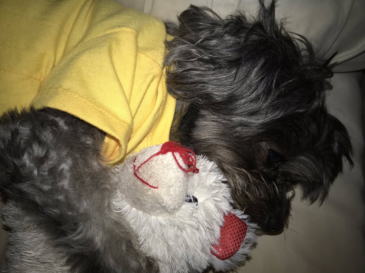 ZoeyV1's tweet photo. It’s bed time with my baby teddy. #Zoey #Bedtime #Teddy #TeddyBear #cutepuppy #puppy https://t.co/vLIuDvOP9Y