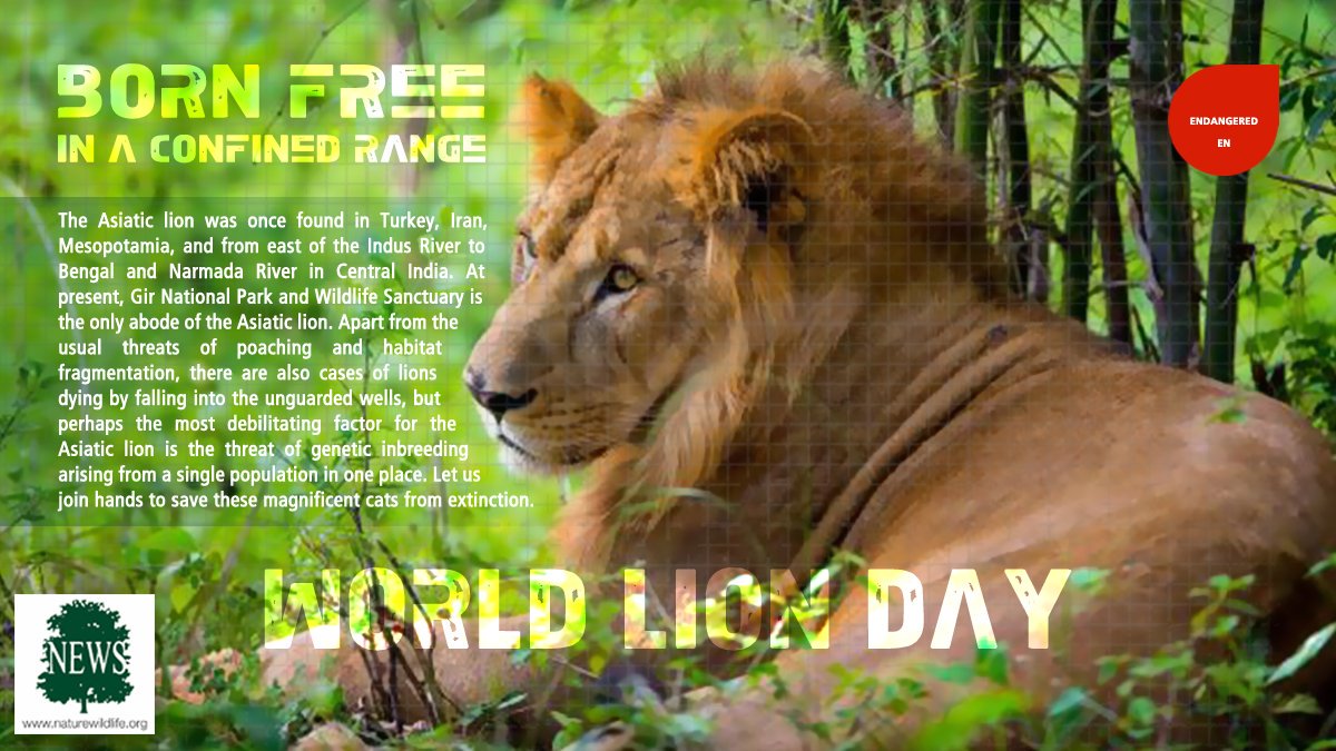 World Lion Day.

naturewildlife.org

#newsfornature #officialpage #worldlionday #lions #lionsday #gir #asiaticlion #lionsoftanzania #serengeti #ruaha #nationalparks #lionkingsafari #thewowtribe 

Image Courtesy - Getty Images