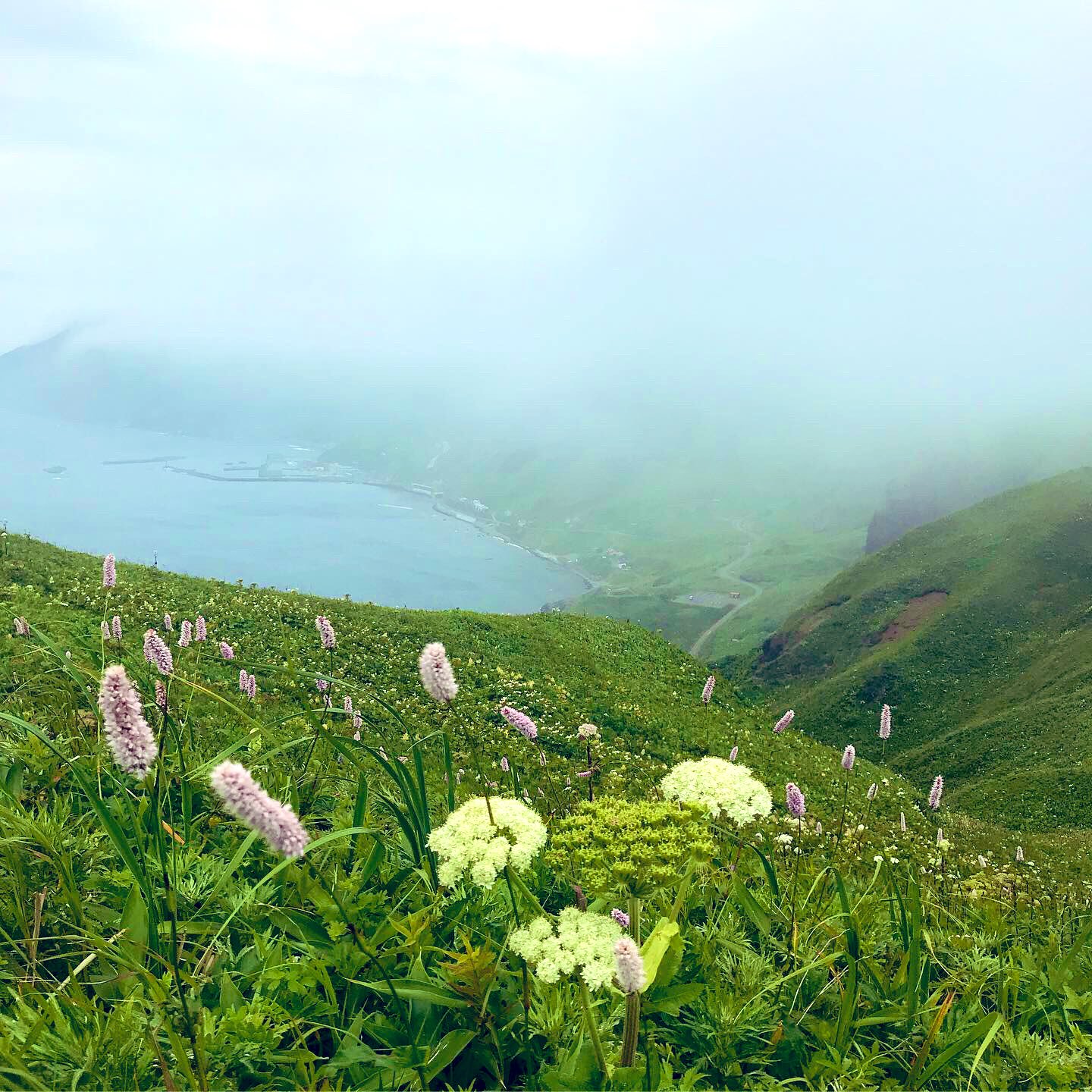 花の浮島 Twitter Search Twitter