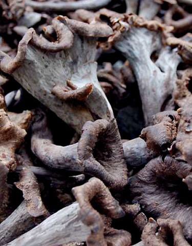 FirstChoiceVeg's tweet photo. WILD MUSHROOMS available at this time #chanterelles #yellow #trompet #pieddemouton #scottishgirolles🏴 #wildmushrooms #seasonalwildmushrooms #seasonalproduce #augustmenu @gjbowenventure1 @chef_chantelle @MarketFood @thechefsforum @DunkyJP @gbchefs @Craft_Guild https://t.co/YF9ilWiTG8