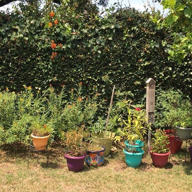 fluttermonkey_'s tweet photo. #milkweed #monarchwaystation #monarchbutterfly #fluttermonkey https://t.co/9DZFYveIkf https://t.co/RIldXRvkIb
