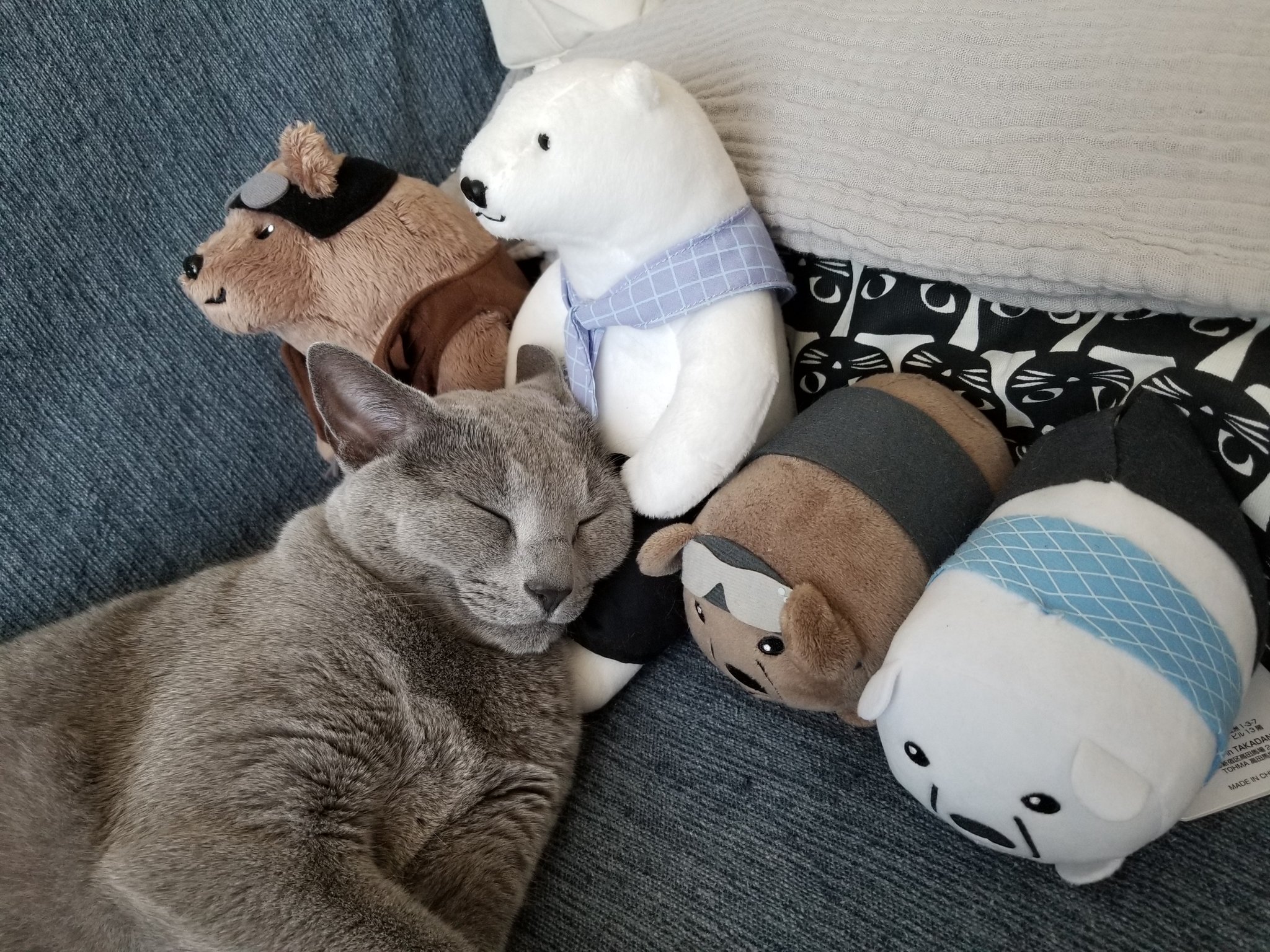 P S 大好きです あき シロクマさんとグリズリーさんと 猫 しろくまカフェ シロクマ グリズリー ロシアンブルー T Co Oflkivlw3z Twitter
