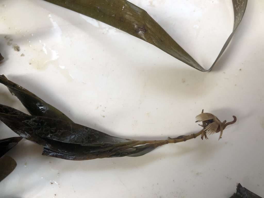 J_Stingemore's tweet photo. Time to take a dive under the water and explore the seagrass meadows and ‘blue restoration’ of Shark Bay with @SeagrassLiz at @BushHeritageAus #HamelinScienceFair. https://t.co/CVXp3f3X8V