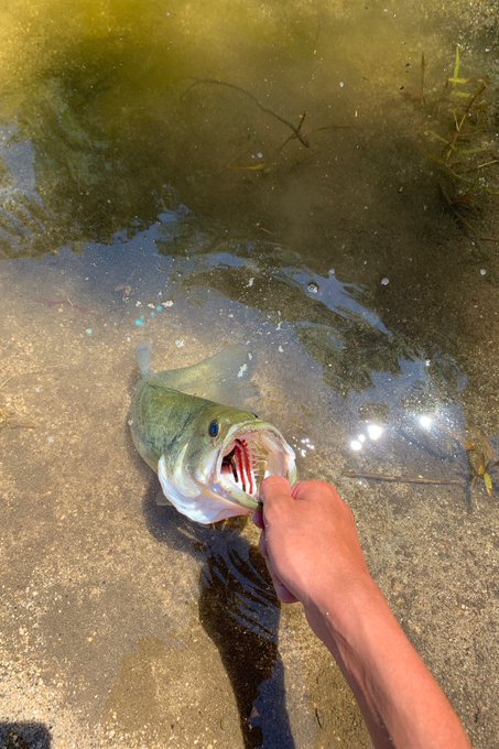 ジークラックのイモリッパー60のインプレ情報 最適なフックサイズは ワーム部