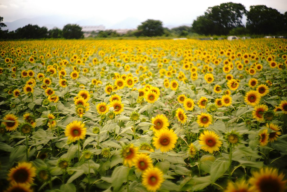 座間市ひまわりまつり Twitter Search