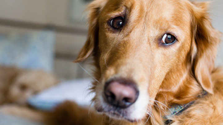 CaraSantaMaria's tweet photo. The story of CTVT—a contagious cancer that spreads from dog to dog—gets weirder all the time. Via @edyong209. #CanineCancer #CTVT

https://t.co/CB6iiCMbjS https://t.co/kElU9QtgI3