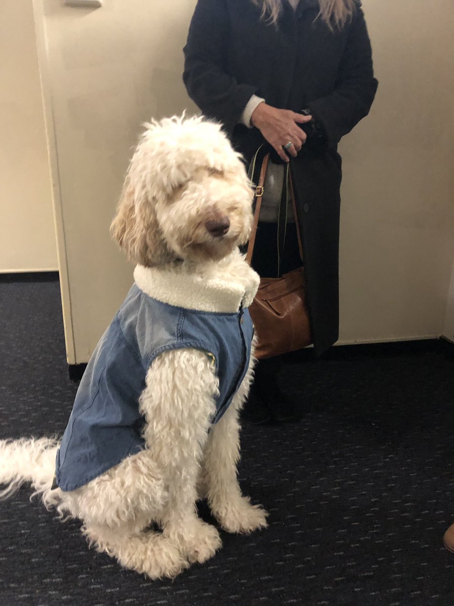 KHS Centenary Celebrations today featured snow, dogs, ex-staff and students and a tidal wave of memories. Thanks to everyone for their energy and enthusiasm <a href="/NSWEducation/">NSW Dept of Education</a> @BoyallJenny <a href="/mccallumtp/">Tim McCallum</a> <a href="/dizdarm/">Murat Dizdar</a> #EdWeek2019 #DogsofDoE