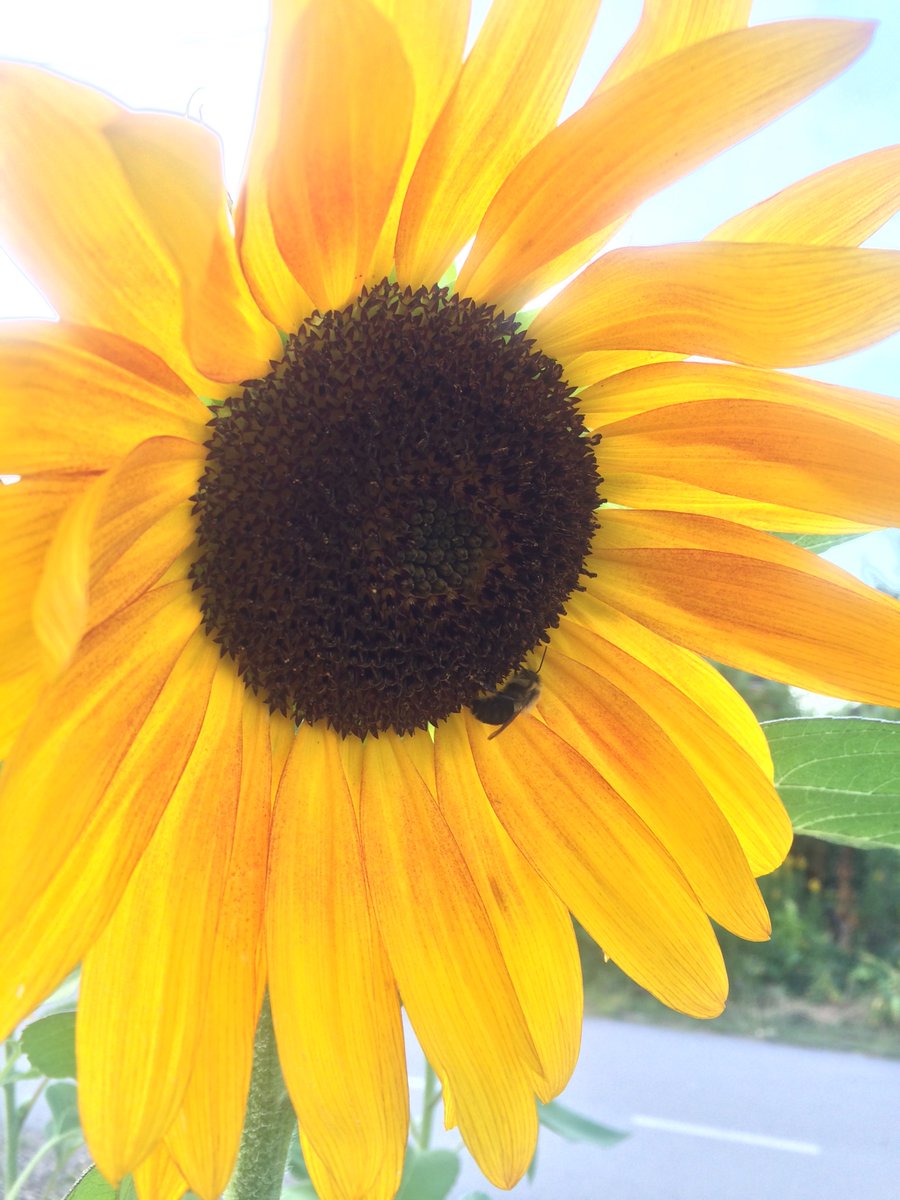 charley_more's tweet photo. Ah Sun-flower! weary of time,
Who countest the steps of the Sun:
Seeking after that sweet golden clime
Where the traveller's journey is done...

                                      William Blake 

#beepresent #LeoSeason #Augustus #yellowstar https://t.co/IaXXauSFZd