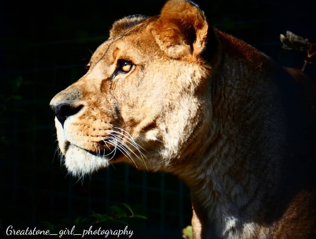 GreatstoneG's tweet photo. In honor of International Lion Day, here are some photos I took over the last year. #internationallionday #lions #bigcats #amaturephotographer https://t.co/7oDOH6rl63