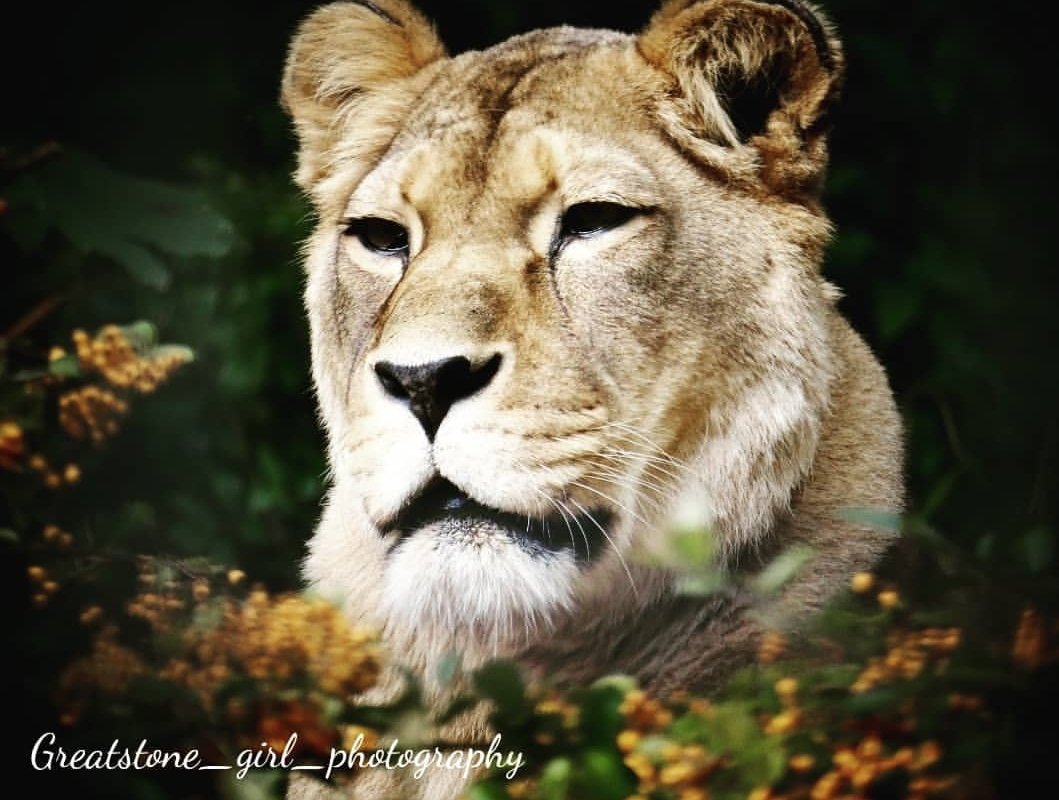 GreatstoneG's tweet photo. In honor of International Lion Day, here are some photos I took over the last year. #internationallionday #lions #bigcats #amaturephotographer https://t.co/7oDOH6rl63