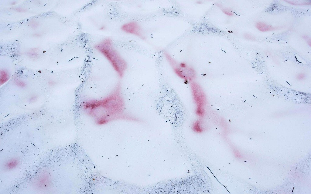 TravelLeisure's tweet photo. ‘Watermelon’ pink snow is covering the tops of Yosemite's mountains https://t.co/PtOjaufGYD https://t.co/hfU7OFjvMk