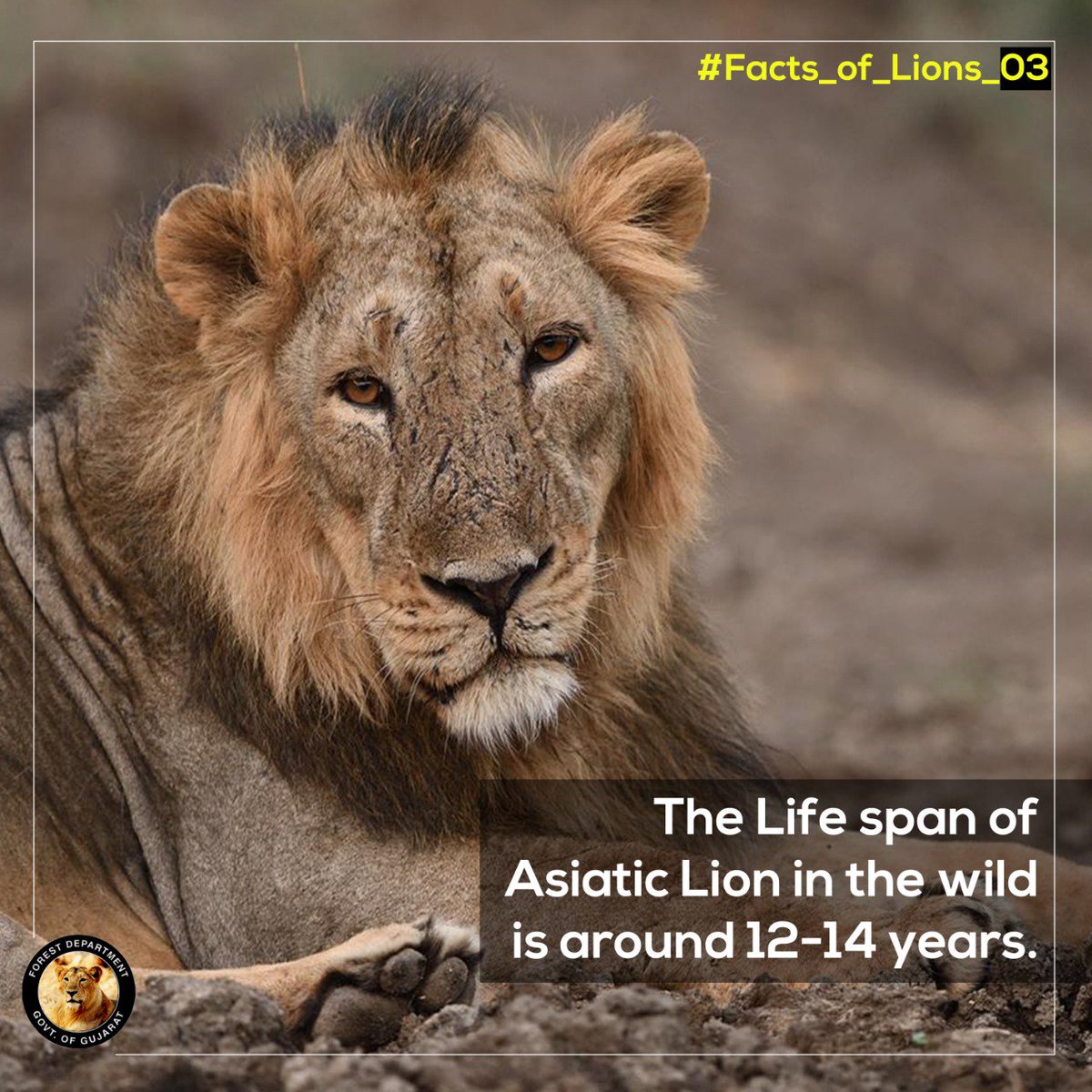 GujForestDept's tweet photo. #Factsoflions #WorldLionDay #asiaticlions #savethelions #Lions #LionKing
#GujForestDept https://t.co/AvTMEA5PiT