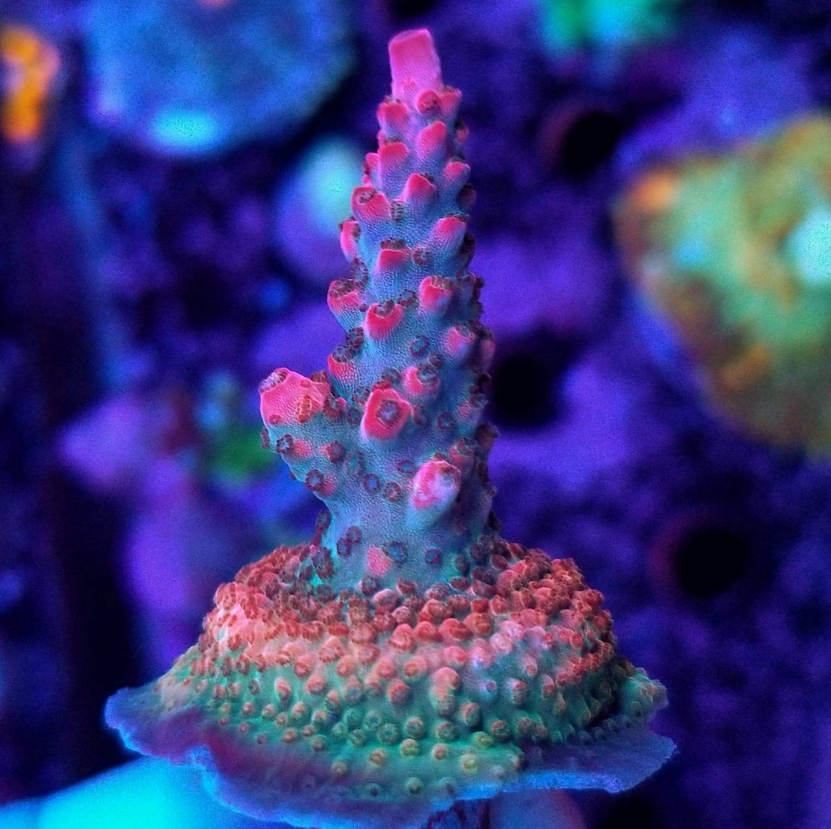 BudmansCorals's tweet image. Some of the new frags added to the website today.🤳 💥 Use code bud10 at checkout and save some 💰💰💰
budmanscorals.com