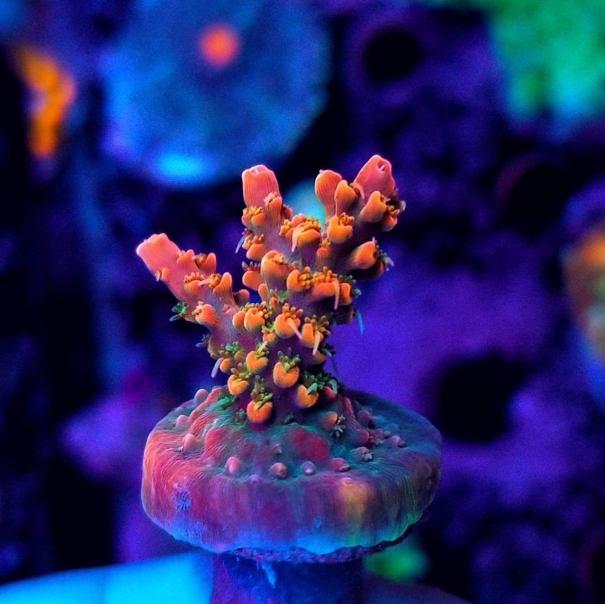 BudmansCorals's tweet image. Some of the new frags added to the website today.🤳 💥 Use code bud10 at checkout and save some 💰💰💰
budmanscorals.com