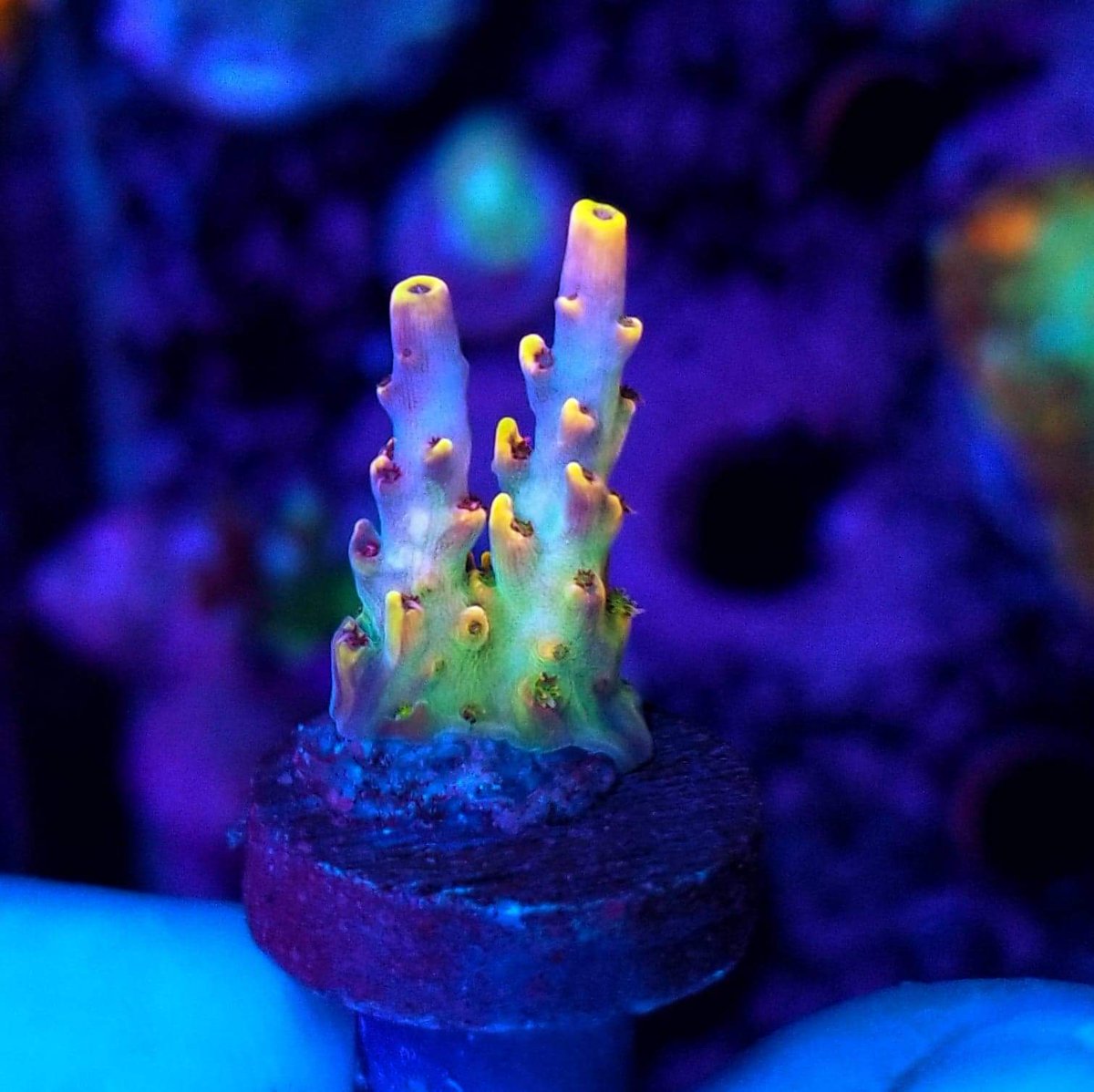 BudmansCorals's tweet image. More of the new frags added to the website today.🤳 💥 Use code bud10 at checkout and save some 💰💰💰
budmanscorals.com