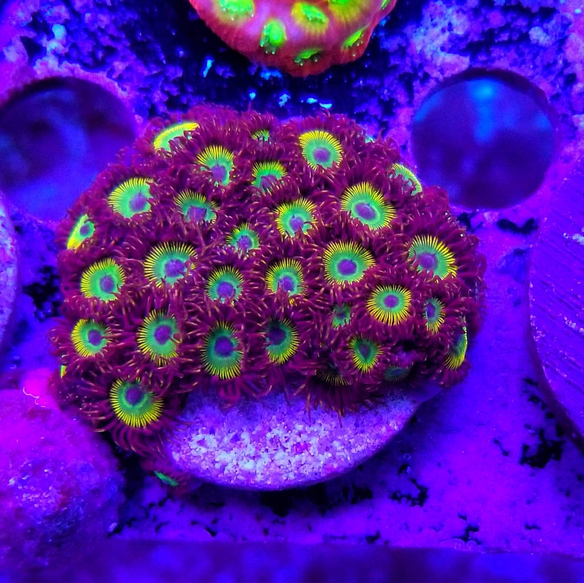BudmansCorals's tweet image. More of the new frags added to the website today.🤳 💥 Use code bud10 at checkout and save some 💰💰💰
budmanscorals.com