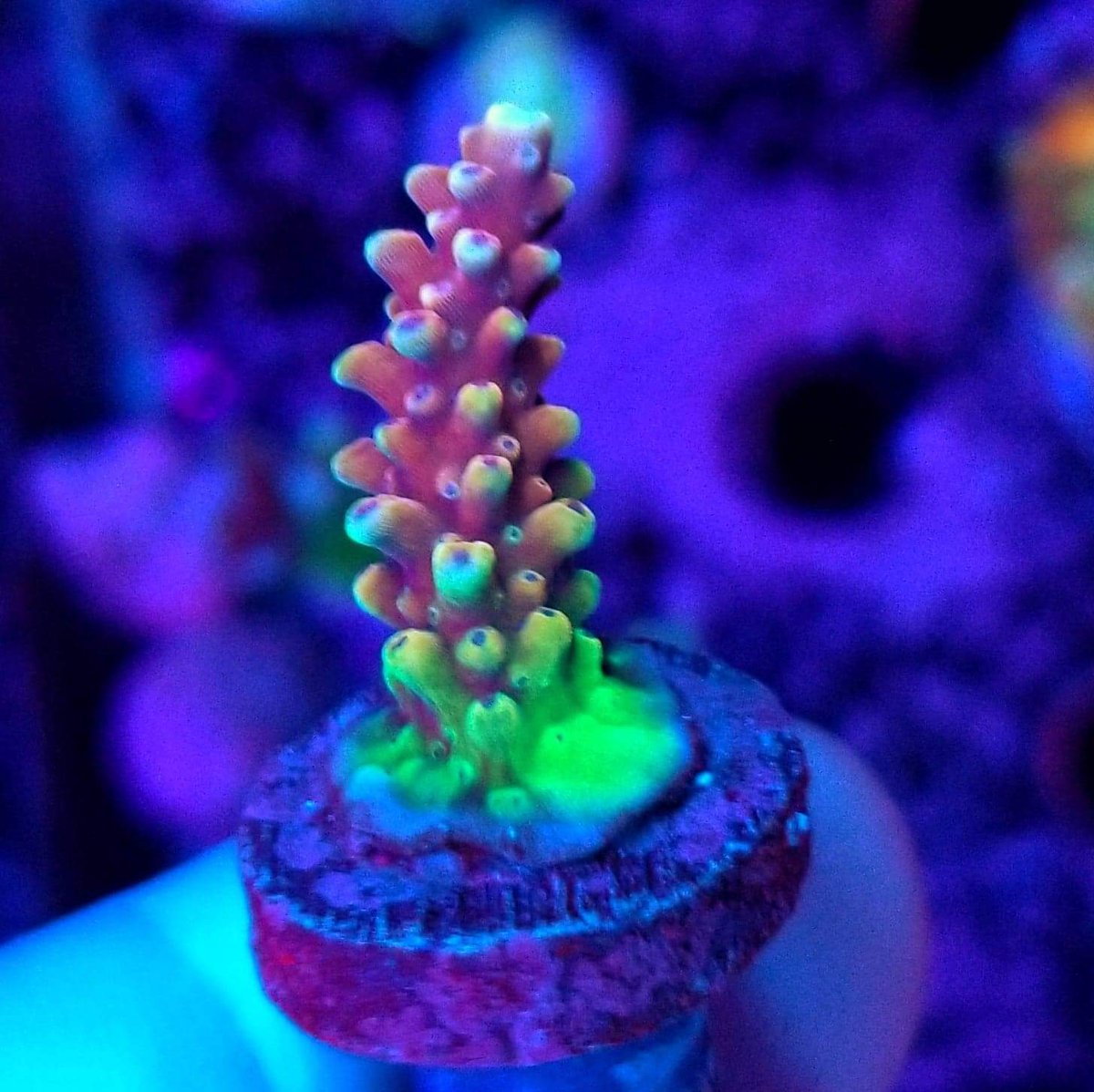 BudmansCorals's tweet image. More of the new frags added to the website today.🤳 💥 Use code bud10 at checkout and save some 💰💰💰
budmanscorals.com