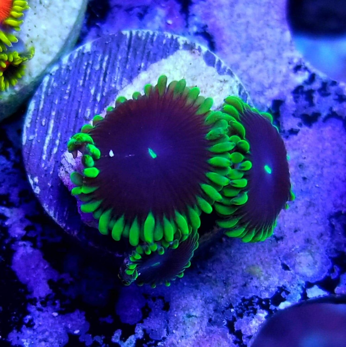 BudmansCorals's tweet image. More of the new frags added to the website today.🤳 💥 Use code bud10 at checkout and save some 💰💰💰
budmanscorals.com