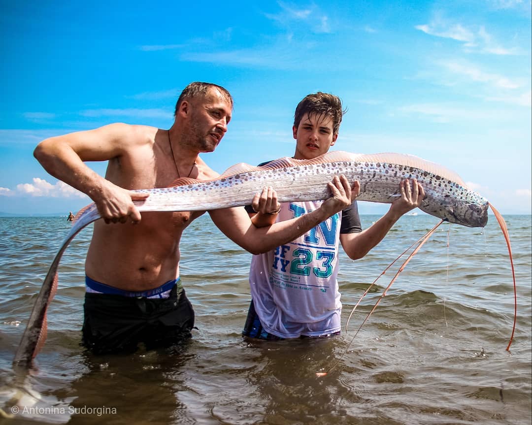 maaanuelitho's tweet photo. Un ejemplar de #pez #remo gigante, también conocido como el ‘rey de los arenques‘, fue encontrado hace unos dias en la bahía de #Posyet, en la región rusa de #Primorie https://t.co/6s0eswHvah