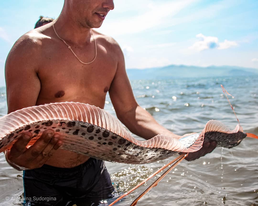 maaanuelitho's tweet photo. Un ejemplar de #pez #remo gigante, también conocido como el ‘rey de los arenques‘, fue encontrado hace unos dias en la bahía de #Posyet, en la región rusa de #Primorie https://t.co/6s0eswHvah