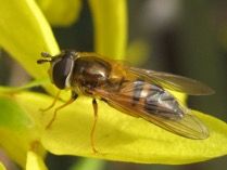 HelpBritBloss's tweet image. Earwigs and Hoverflies are your friends!.. If you&apos;re a fruit grower! Find out which other insects should be welcomed into your #orchard as &apos;Beneficial Predators&apos; here - bit.ly/2KBzYAv 
#PesticideFree #Organic
This info sheet is part of our 10th Birthday #TOP10 series. 🍎