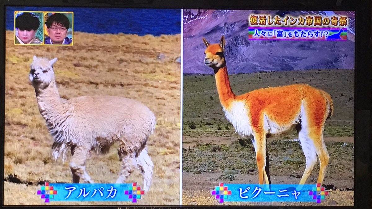 オリザ Oriza わらわら わらわら ペルーの国旗にもビクーニャいるのね 世界ふしぎ発見