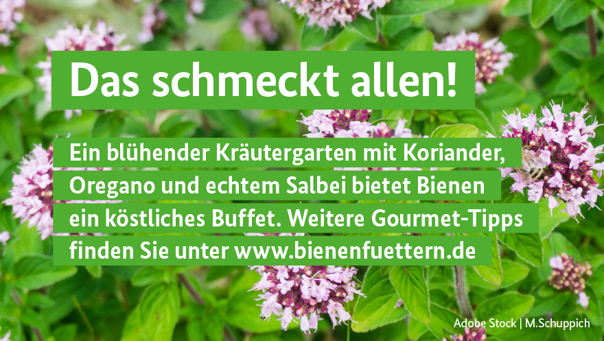 Koriander, Oregano und echter Salbei verfeinern unser Essen – aber nicht nur das. Die #Kräuter bieten auch #Bienen 🐝 ein köstliches Buffet. 

Viele weitere bienenfreundliche Pflanzen finden Sie in unserem filterbaren Pflanzenlexikon ⇨ bienenfuettern.de

#Bienenfuettern