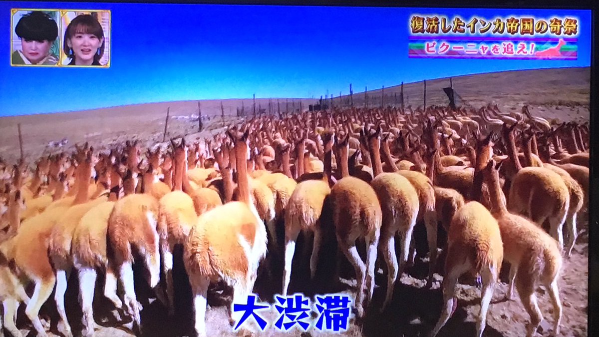 Uzivatel オリザ Oriza Na Twitteru わらわら わらわら ペルーの国旗にもビクーニャいるのね 世界ふしぎ発見