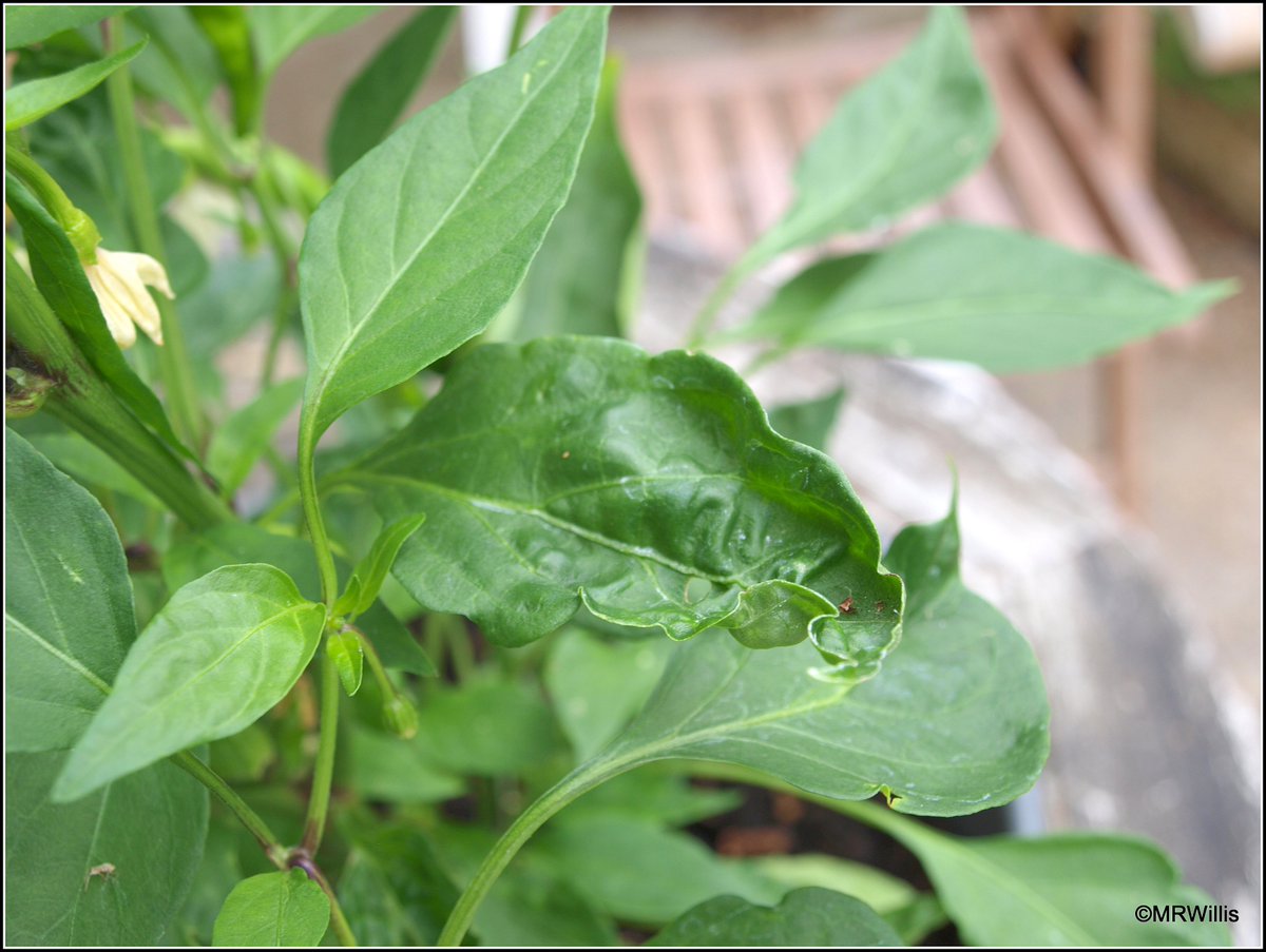 Marksvegplot's tweet photo. @techlab2k @Chillichump @chilliheat @ChilliDiaries The "bubbly" leaves could be a symptom of compost contaminated with #aminopyralid or #clopyralid herbicide. I have had that problem a lot! https://t.co/6C6x4q6pmN