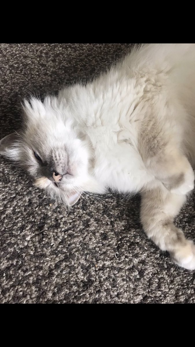 It’s #NationalLazyDay! Learning the moves from my cat today 😻 #PawsUp