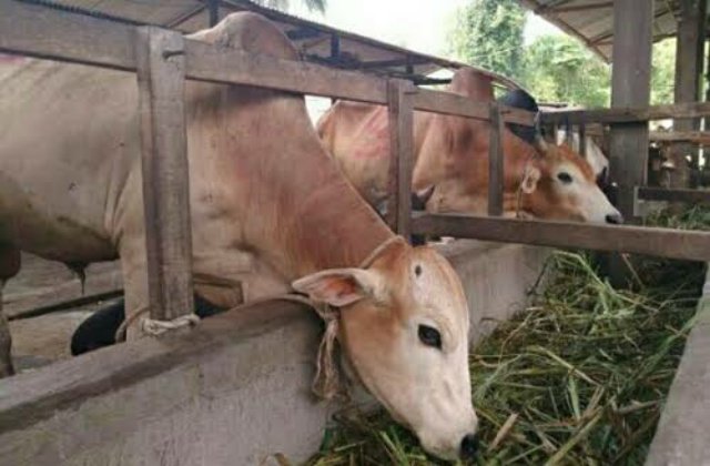 740 Download Gambar Hewan Ternak Gratis Terbaik