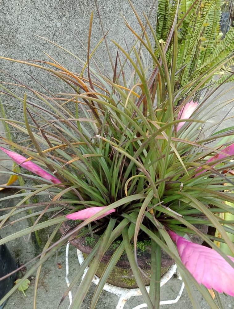 mywellnessme's tweet photo. #Pinkquill #Tillandsiacyanea Thought this was called "Talentia" for a long time. 😂😅 https://t.co/3nuqSB9m84