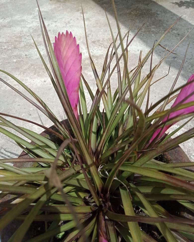 mywellnessme's tweet photo. #Pinkquill #Tillandsiacyanea Thought this was called "Talentia" for a long time. 😂😅 https://t.co/3nuqSB9m84
