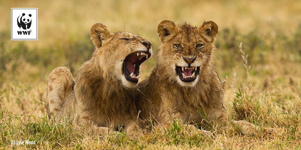 WWFFrance's tweet photo. 🦁 Aujourd'hui c'est la journée mondiale du #lion ! Les populations de lion d'Afrique ont chuté de 40 % ces 20 dernières années, principalement à cause de la perte de leur habitat naturel et du braconnage. Protégeons-les 💛 #WorldLionDay https://t.co/oDotfiQ2Bz